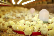 بهانه خروج ۲۰ میلیون تخم مرغ از چرخه تولید کنترل بازار بود