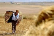سقوط شدید 50 درصدی تولیدات کشاورزی کشور