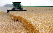 چرا باید در تولید گندم خودکفا شویم؟