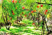 انار غول پیکر باغدار کردستانی مردم را حیرت زده کرد