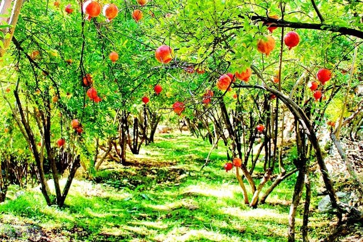 انار غول پیکر باغدار کردستانی مردم را حیرت زده کرد