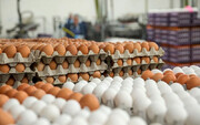 درخواست افزایش ۱۰ هزار تومانی قیمت تخم مرغ