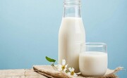 یک نظریه دیگر طب سنتی اثبات شد / خوردن شیر کاملا مضر است