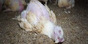 مرغ تحویل بندرعباس هر کیلو 3870 تومان!