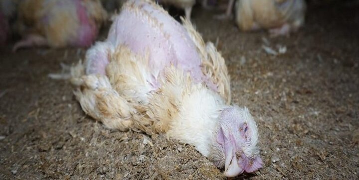 راهکار فوری برای کاهش قیمت مرغ به کیلویی 22 هزار تومان