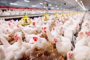 مرغ وارداتی هر کیلو 8400 تومان، کجا توزیع می شود؟
