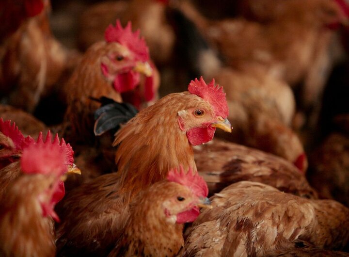 ماجرای مصرف تریاک توسط مرغ ها دروغ است