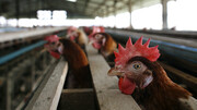 با حذف دلار 4200 مرغ چقدر گران می شود؟