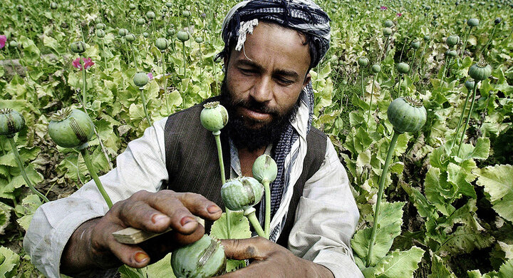 آیا طالبان به مقابله با مواد مخدر می رود؟