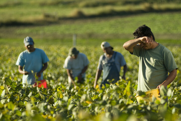 کشاورزی، بیگاری در ازای دستمزد ناچیز