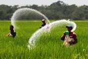 یارانه کود به کشاورزان برای پیروزی در انتخابات