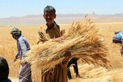 دروغ دولت ها علیه کشاورزان ایرانی لو رفت