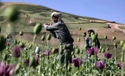 اروپا به دنبال جایگزین هروئین افغانستان