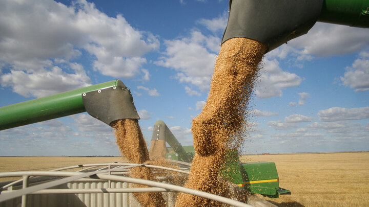 تولید گندم از مرز ۱۱ میلیون تن عبور کرد
