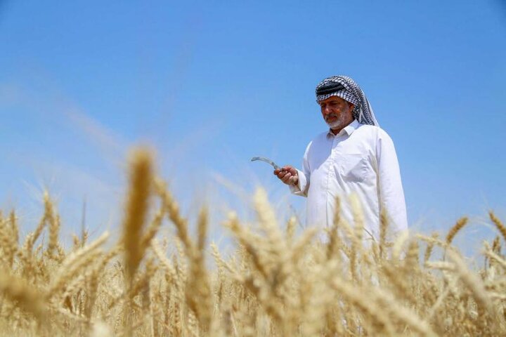 افزایش واردات گندم عراق از آمریکا