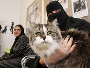 زندگی حیوانی در عربستان