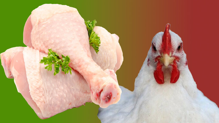 برخورد قانونی با گرانفروشی مرغ