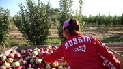 رشد صادرات محصولات کشاورزی روسیه