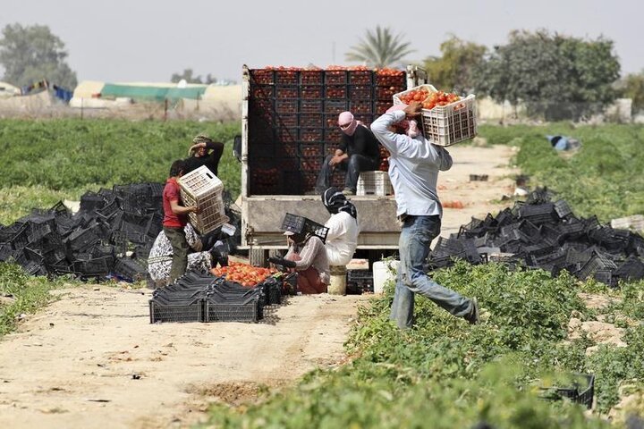 افزایش صادرات مواد غذایی از اردن