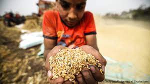 تداوم گرانی نان!