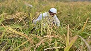 بحران برنج بین کشاورزان و دولت بالا گرفت