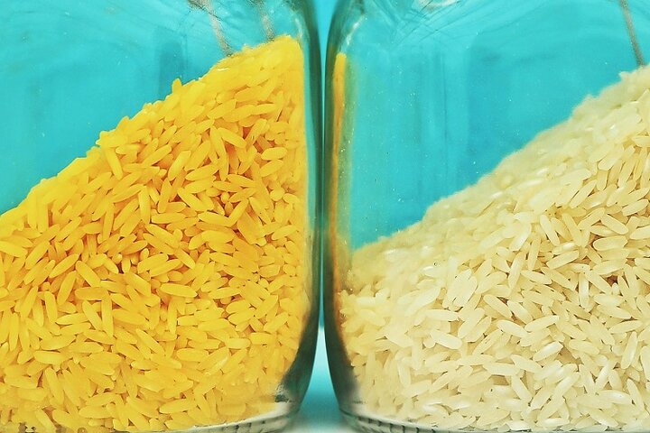 تولید برنج تراریخته در کشور