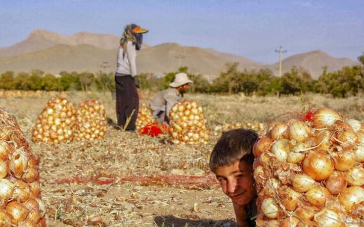 واردات پیاز آزاد و واردات خودرو ممنوع! واردات پیاز آزاد و واردات خودرو ممنوع!