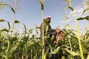 عربستان از بخش کشاورزی عراق چه می‌خواهد؟