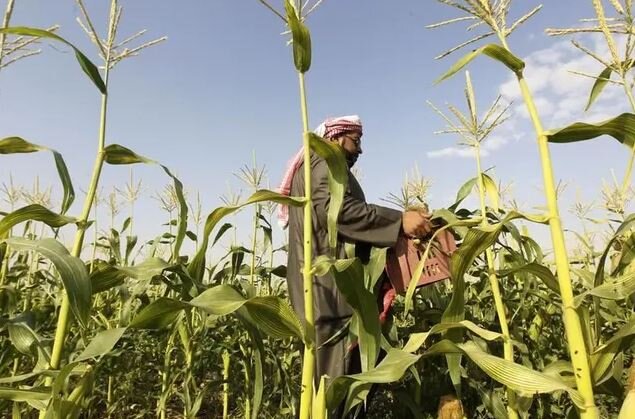 عربستان از بخش کشاورزی عراق چه میخواهد؟ عربستان از بخش کشاورزی عراق چه میخواهد؟