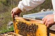 شکر زنبورداران به زودی تامین می‌شود