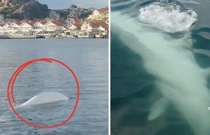 نهنگ «جاسوس روسی» در سواحل سوئد