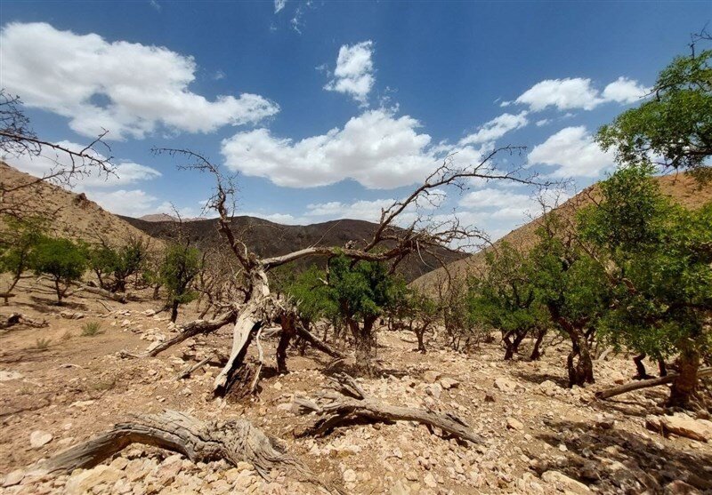 قاره سبز در انتظار بدترین خشکسالی ۵۰۰ سال اخیر/ دستور کار دولت‌های اروپایی برای مقابله با خشکسالی