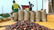 افزایش بی‌سابقه قیمت کاکائو