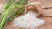 بحران در بازار جهانی برنج