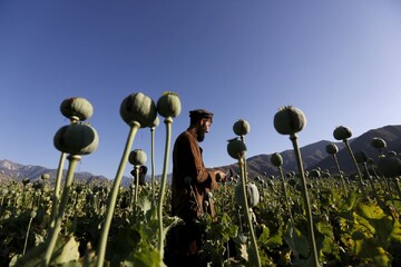واکاوی ممنوعیت کشت خشخاش و آخرین وضعیت تولید مواد مخدر در افغانستان