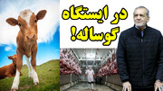 در ایستگاه گوساله!